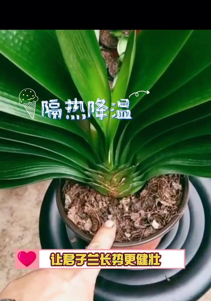 以曰本君子兰为主题的养殖技巧及养护要点（打造美丽盆景，让君子兰绽放芬芳）
