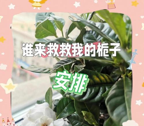 栀子花黄叶子原因与处理方法（探究栀子花黄叶子的原因及如何有效处理）