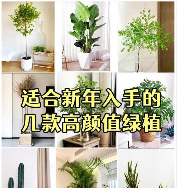 如何治疗绿萝里的小飞虫问题（快速有效的清除害虫，让绿萝重新恢复健康）