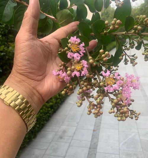 以紫薇花用水怎么养（水分的供给与调节是紫薇花养护的关键）