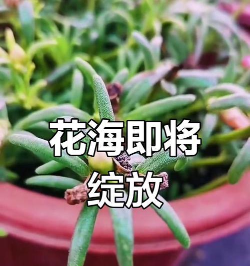 夏日种植太阳花的全攻略（打造夏日花海，开启美丽夏日）