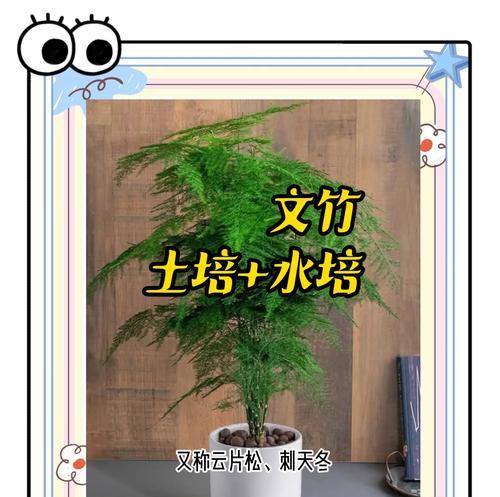 如何让文竹更绿？（浇水技巧和注意事项）