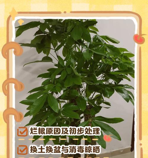 发财树尿液浇了烂根后的护理方法（如何拯救发财树的烂根问题，有效修复植物健康生长）