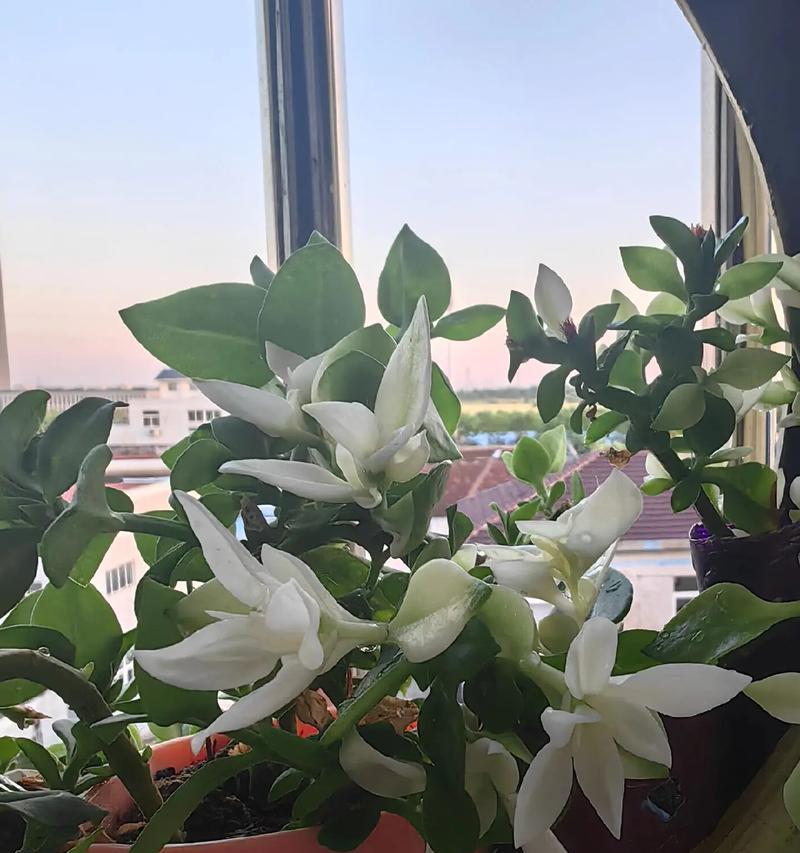 牡丹吊兰的叶子为何酸味十足？（探秘牡丹吊兰叶子的酸性特质）