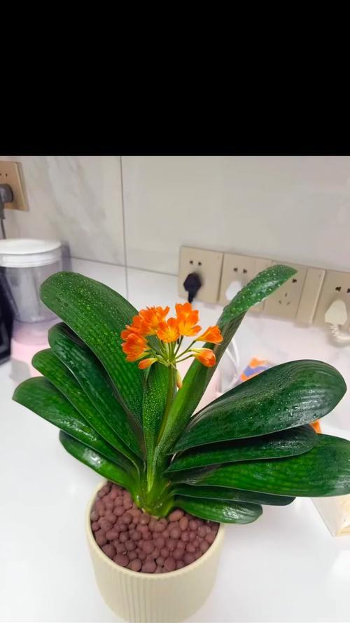 探讨君子兰花变颜色的方法（从肥料到光照，让君子兰花绽放多彩）