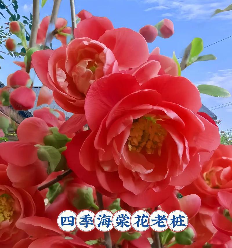 海棠栽培技巧（快速栽培四季海棠，助你打造美丽花园）