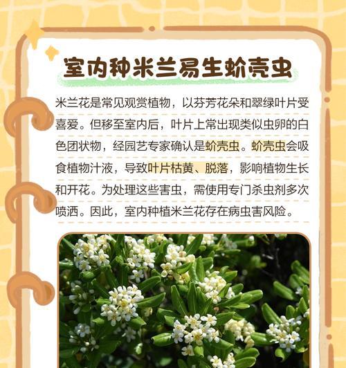 米兰花不开的原因及解决方法（探索米兰花不开的秘密，助你成为合格园艺师）
