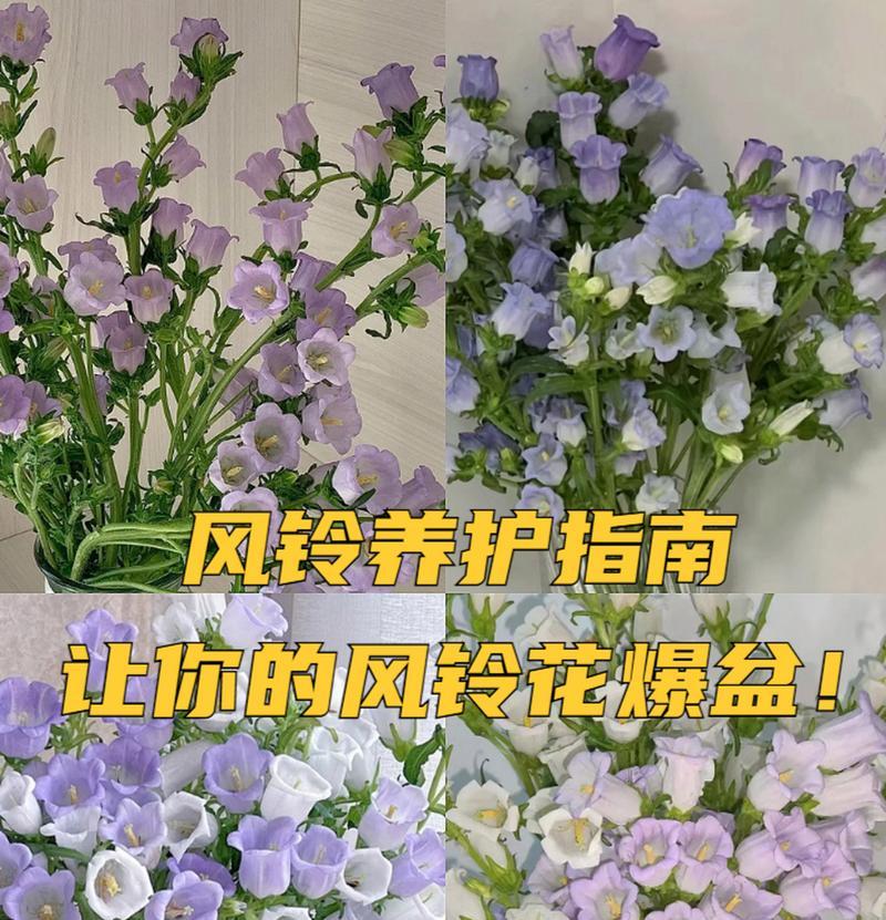 进口风铃花养护指南（从进口风铃花的选择到养护技巧，让您轻松打造独一无二的花园）