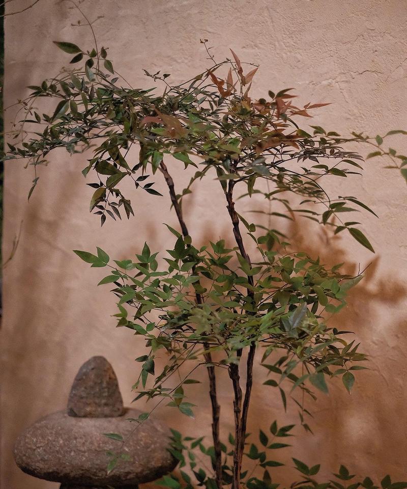 车前草——它到底喜阴还是喜阳？（探寻车前草适宜的生长环境）
