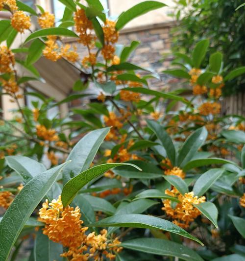 金桂花树开花次数及生长特点（探究金桂花树的花期和生长规律）