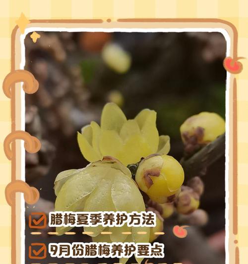 腊梅的养殖方法与注意事项（打造花坛的王者腊梅）