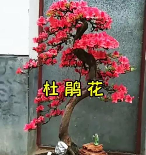 如何解决杜鹃花黄叶不开花问题（杜鹃花栽培技巧与护理方法）