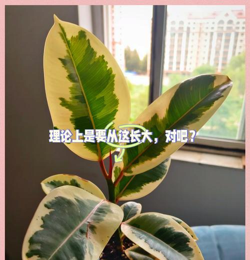 从花到大树的养殖之道（探秘花卉生长的奥秘，助你打造繁茂树林的诀窍）