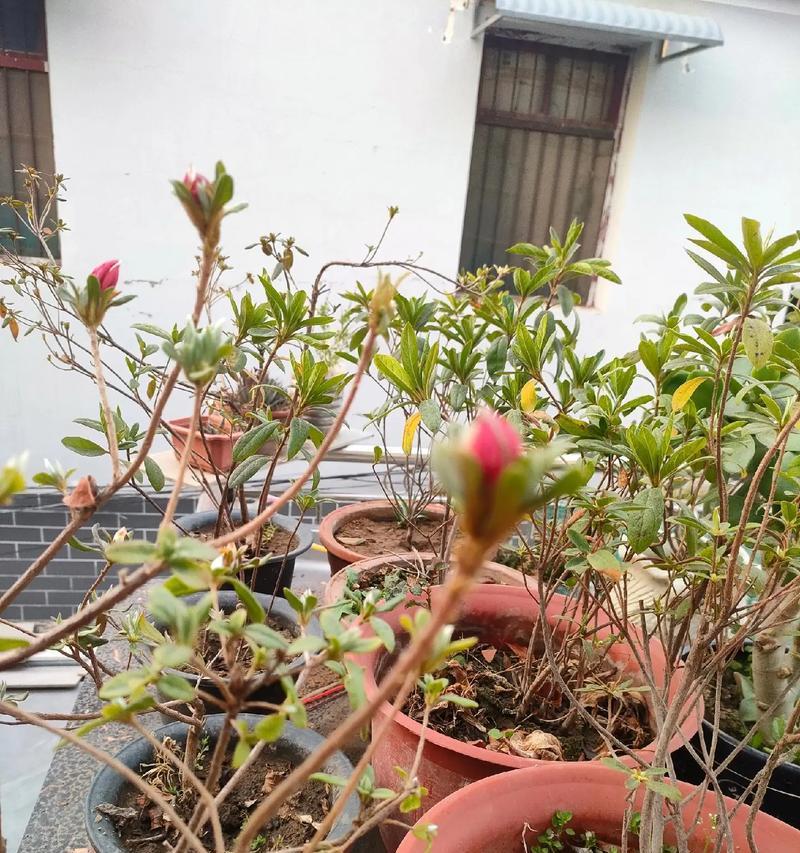 如何处理映山红花谢后的问题（保养映山红花，让其再度绽放）