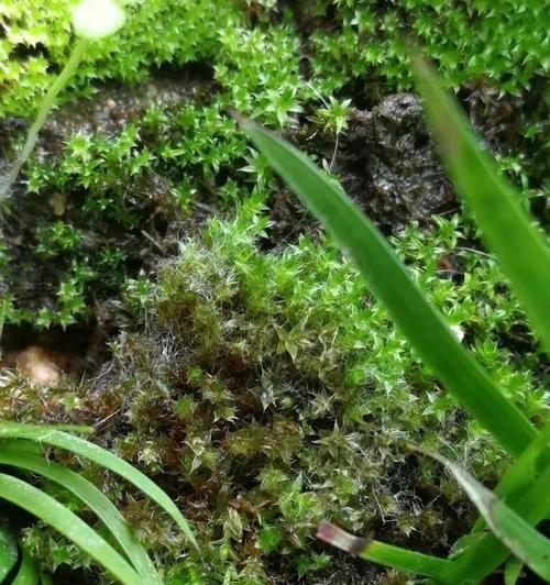苔藓发黑了怎么治？（探寻苔藓发黑的原因及治疗方法）