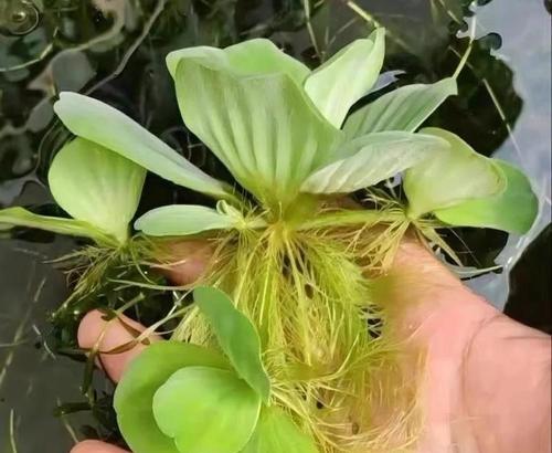 木芙蓉花的养护技巧（水土调配、施肥浇水、防虫病——全面指南）
