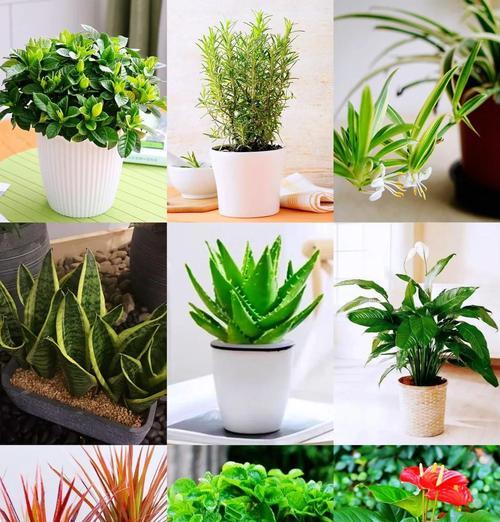 驱蚊植物大揭秘（植物世界里的天然驱蚊宝库）
