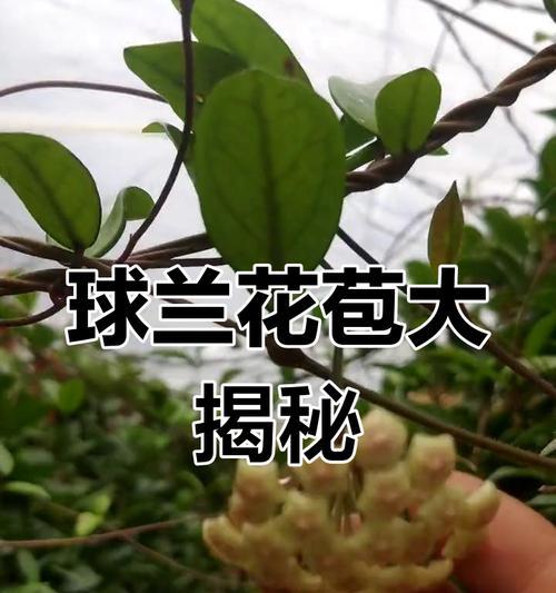 球兰为何长花苞不开花的原因（球兰长花苞不开花的解决方法）