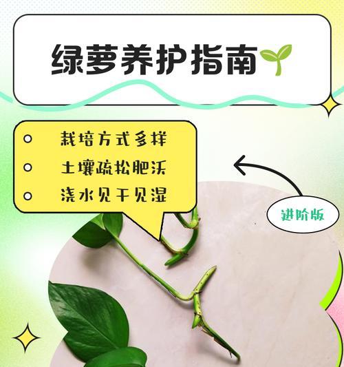 绿萝烂根了怎么补救（教你修复绿萝烂根，让它重新焕发生机）