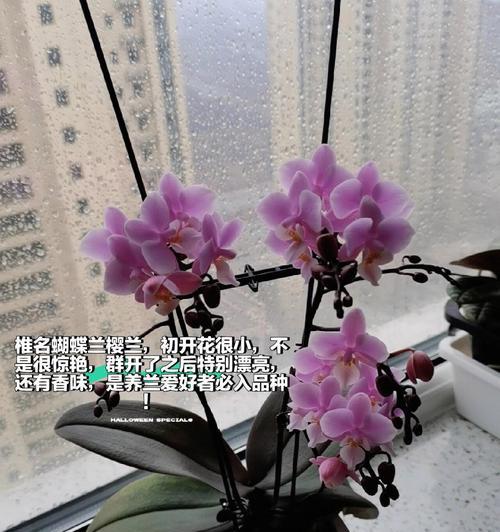 蝴蝶兰养殖之开花时间（蝴蝶兰花朵盛开需要的时间与条件）