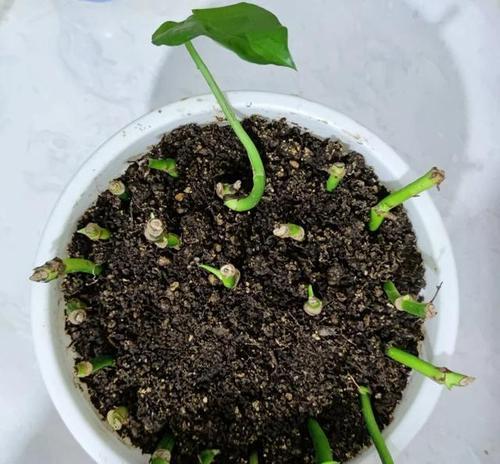 十月份扦插绿萝的生根快速技巧（揭秘绿萝生根的窍门，让你的扦插成功率大增！）
