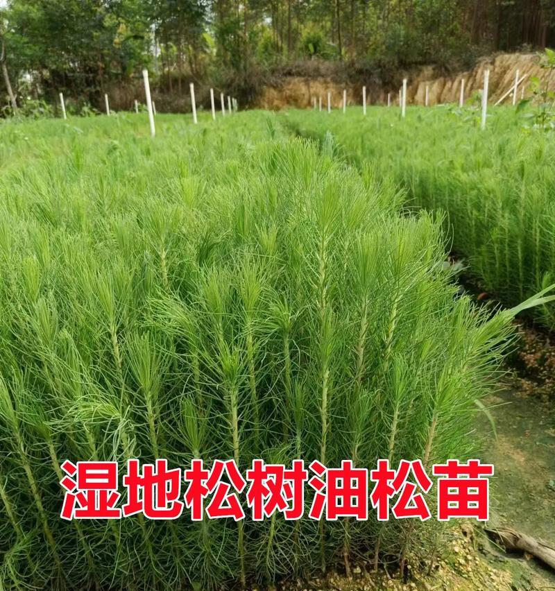 松树苗养护指南（教你如何科学养护松树苗）
