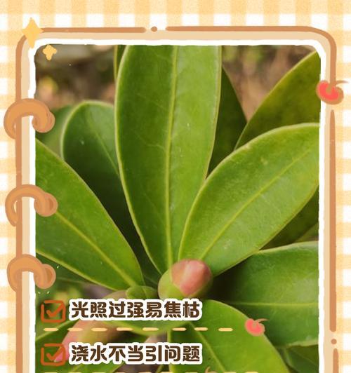 花椒树叶子发黑该怎么办？（解决花椒树叶子发黑问题的方法与技巧）