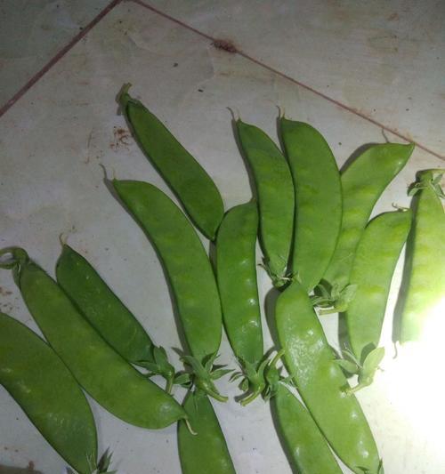 荷兰豆的神秘故事（荷兰豆的历史渊源）