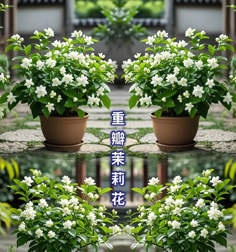 以抹莉花怎么盆栽？（抹莉花盆栽的步骤和技巧）