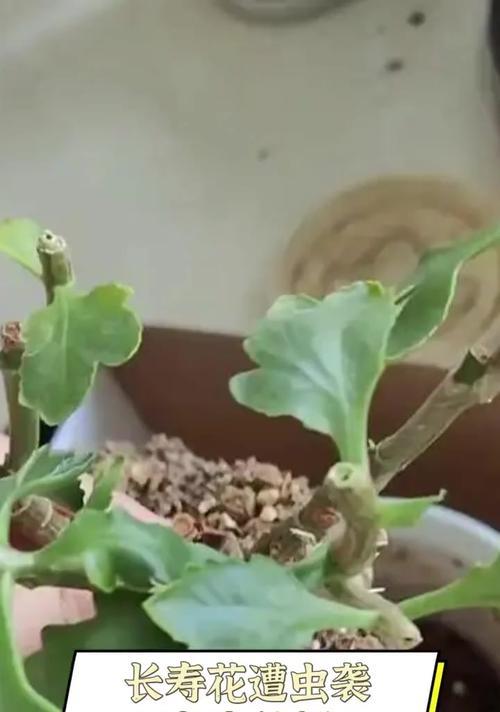如何有效应对花长白虫的侵害（科学防治，花长白虫不再是困扰）