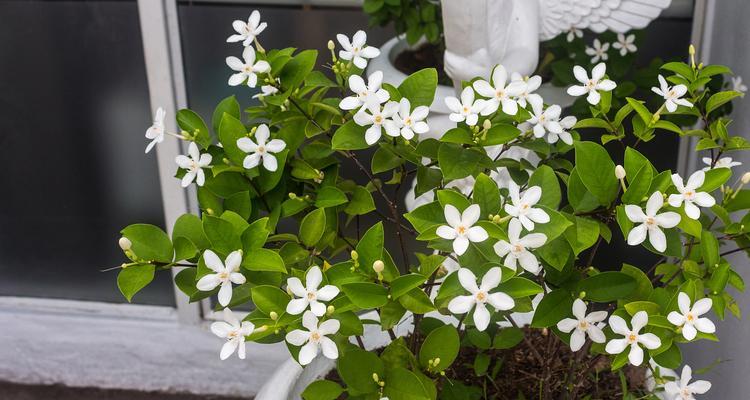 茉莉花叶子黄了怎么办？（解决茉莉花叶子变黄问题的方法及注意事项）