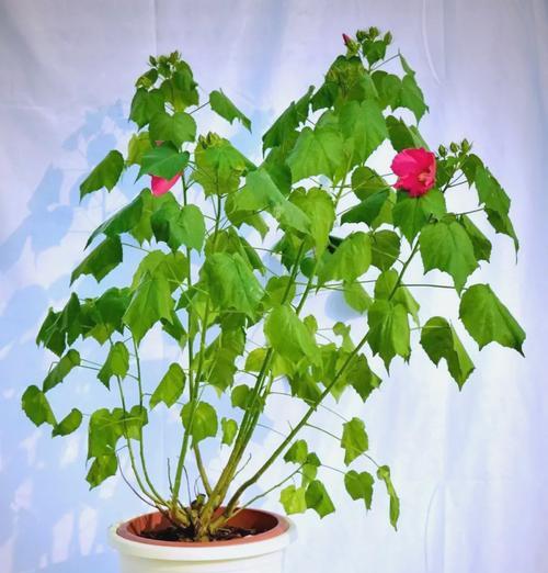 以芙蓉花语子的美丽与哲思（唤醒内心的芬芳世界）