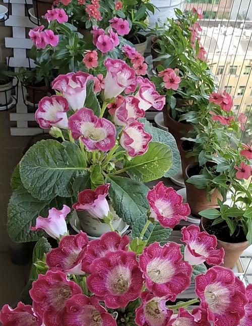 阳台上种植大岩桐的技巧与注意事项（打造美丽阳台的首选花卉——大岩桐种植指南）