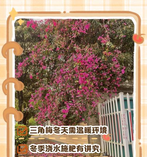 冬季三角梅掉叶后的管理技巧（保持适宜环境促进三角梅新叶生长）