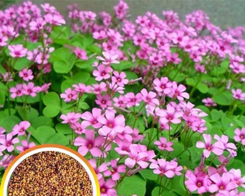 三叶草种子的收集和保存（留下自家品种，打造独一无二的花园）