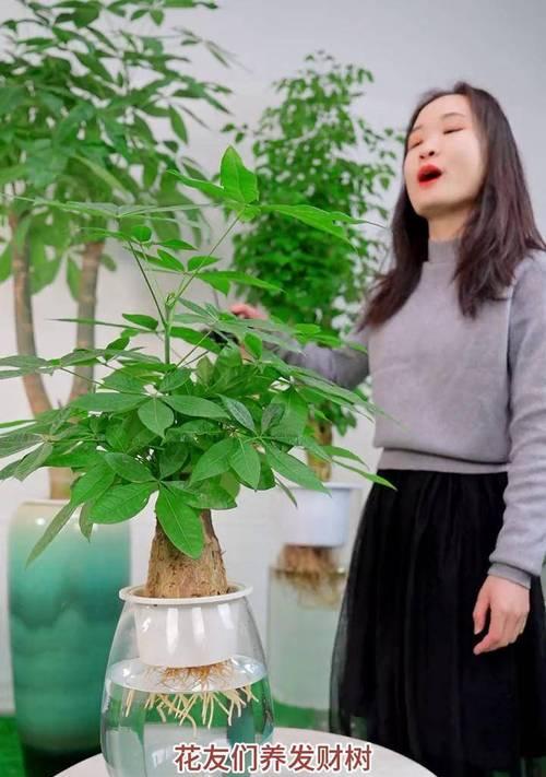发财树的冬季养护技巧（让发财树在寒冷的冬季依然茁壮成长）