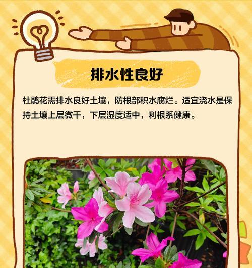 如何成功养殖杜鹃花？（掌握关键步骤，打造绚丽花园）