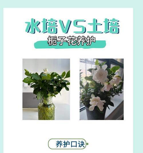 枝枝花（探索枝枝花的魅力世界）