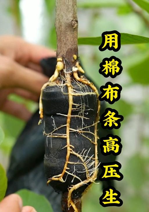 番石榴籽的利用价值及处理方法（发掘番石榴籽的健康功效，学会合理利用）