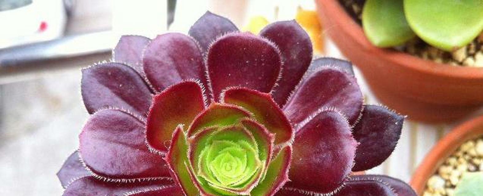 法师休眠期全部干叶之谜（揭秘法师休眠期内全部植物干叶的原因及影响）