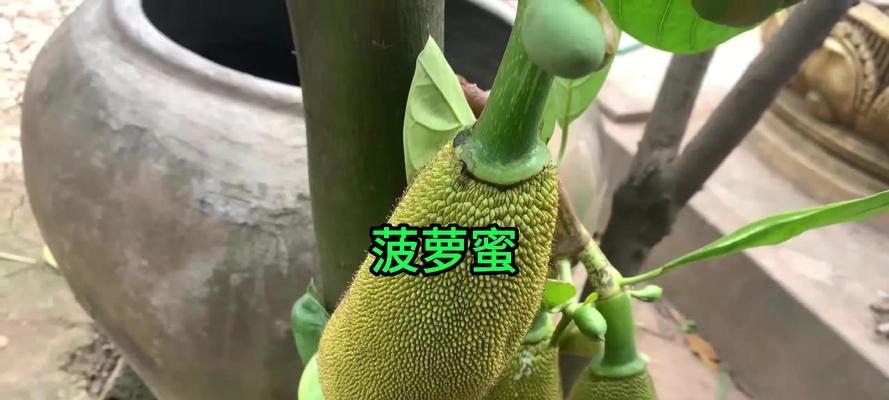 凤梨养殖方法与注意事项（打造高产高品质凤梨园，）