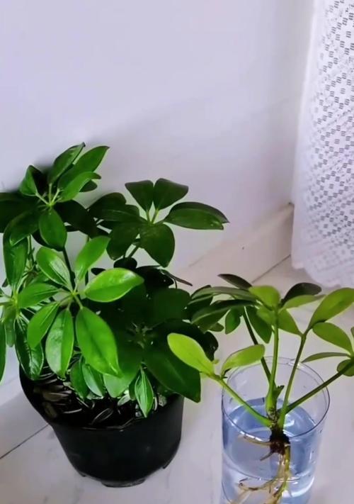 如何应对鸭掌花的病害（鸭掌花受病了怎么办）