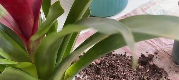 鸿运当头的花——分株繁殖的奇妙之道（解密鲜花分株繁殖，让幸运之花常相伴）