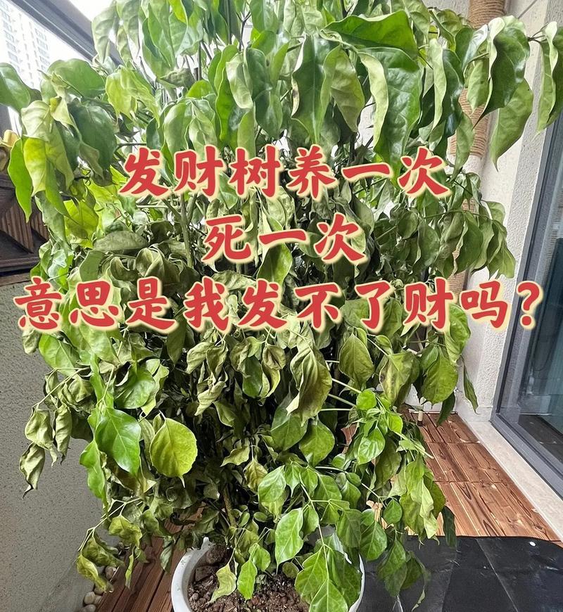发财树死了怎么办？挽救与替代的方法解析（发财树的护理技巧及替代植物推荐）