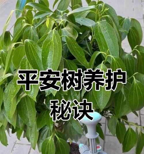 如何正确修剪平安树（快速成为平安树修剪大师，轻松打造美丽庭院）