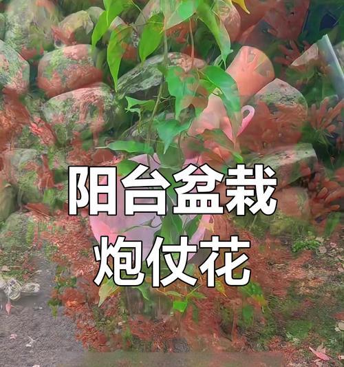 炮仗花养护指南（打造绚丽多彩的花海，炮仗花养殖技巧揭秘）