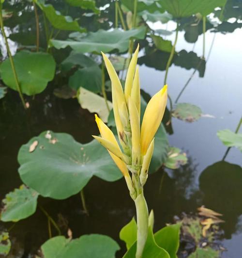 如何处理美人蕉黄叶子问题（保持美人蕉健康生长，远离黄叶子的困扰）