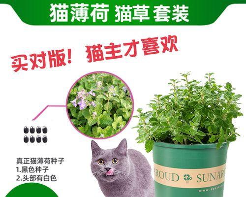 猫薄荷种子（从植物特性到药用功效，一文了解猫薄荷种子）