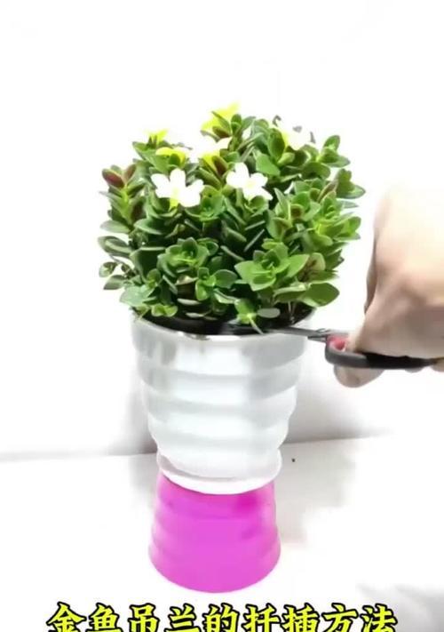 金鱼吊兰扦插的最佳月份（选择合适的季节让金鱼吊兰扦插更容易成功）