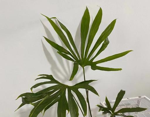 花烛，室内护花的好选择（掌握这些养护技巧，让你的花烛常青常盛）